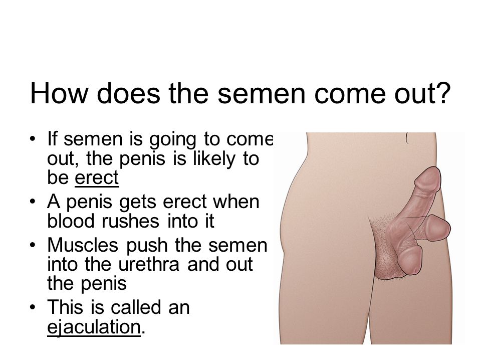 How sperm comes out of penis